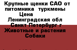 Крупные щенки САО от питомника, туркмены › Цена ­ 45 000 - Ленинградская обл., Санкт-Петербург г. Животные и растения » Собаки   